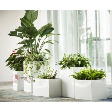 專注室內(nèi)綠植服務(wù)8年，綠植租賃，免費養(yǎng)護，一站式商務(wù)空間
